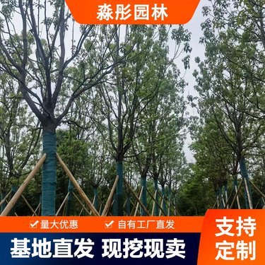 香樟树45公分胸径市场报价解析及其在园林景观工程中的应用